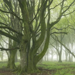 Deciduous trees with spring foliage in a foggy woodland, Cornwall, England, United