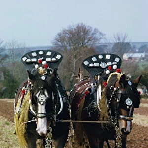 Decorated shire horses pulling a plough in Cornwall, England, United Kingdom, Europe