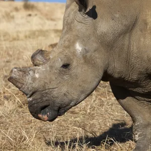 Dehorned white rhino (Ceratotherium simum) on rhino farm, Klerksdorp, North West Province, South Africa, Africa