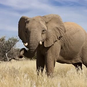 Desert elephant (Loxodonta africana), Kunene region, Namibia, Africa