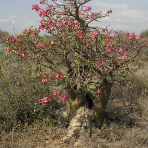 Desert rose