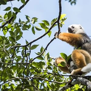Diademed sifaka (Propithecus diadema), a large lemur in Perinet Reserve, Andasibe-Mantadia