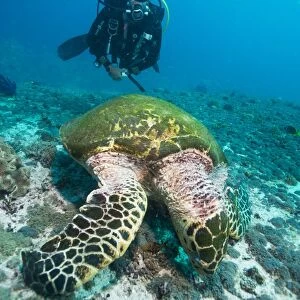 Diver and Hawksbill turtle, Dimaniyat Islands, Gulf of Oman, Oman, Middle East