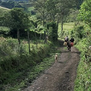 Dog leads the way for donkey and keeper, near Cotopaxi volcano, Ecuador, South America