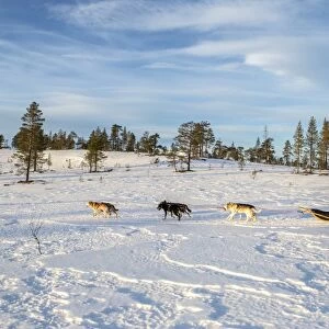 Dogsledding in the snowy landscape, Trondelag, Norway, Scandinavia, Europe