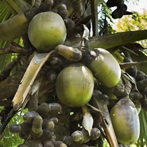 Double coconut (Coco de mer palm), worlds largest plant fruit, Royal Botanic Gardens
