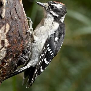 Downy woodpecker (Picoides pubescens), Wasilla, Alaska, United States of America