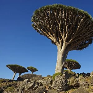 Dragon tree (Dracaena Cinnabari), Socotra Island, Yemen, Middle East