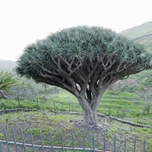 Dragon tree (Drago de Agalan) (Dracaena draco), near Alajero, La Gomera, Canary Islands, Spain, Europe