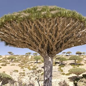 Dragons Blood Tree (Dracaena cinnabari), endemic to island, Diksam Plateau