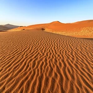 Dried plants among the sand dunes shaped by wind, Deadvlei, Sossusvlei, Namib Desert