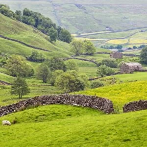 Dry stone wall and field barns below Kisdon Hill in Swaledale, Yorkshire Dales, Yorkshire, England, United Kingdom, Europe