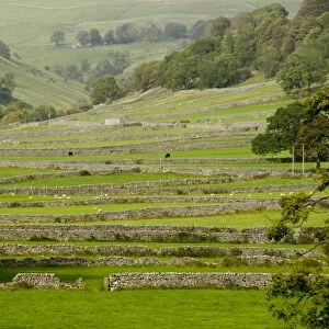 Dry-stone walls of limestone, Kettlewell, Wharfedale, Yorkshire Dales, Yorkshire, England, United Kingdom, Europe