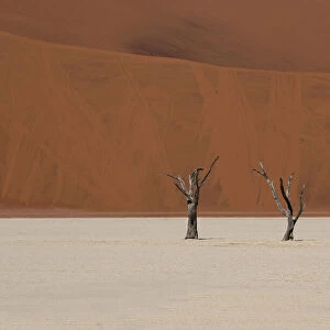 Two dry trees in Sossusvlei desert, high contrast between the red sand in the background