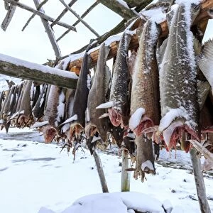 Drying codfish, a typical Norwegian product, Svensby, Lyngen Alps, Troms, Lapland