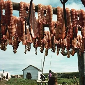 Drying whitefish, Eskimo whaling camp, taken in the 1970s, Beaufort Sea