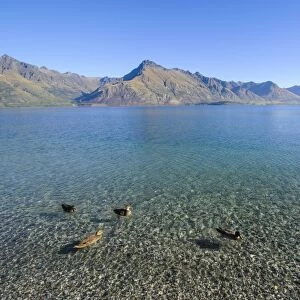 Ducks in the turquoise water of Lake Wakatipu, around Queenstown, Otago, South Island, New Zealand, Pacific