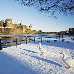 Ducks walking in the snow, Caerphilly Castle, Caerphilly, Gwent, Wales