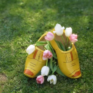 Dutch clogs and tulips in Holland, Europe