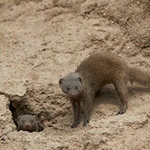 Dwarf Mongoose (Helogale parvula), two at burrow, Kruger National Park, South Africa