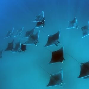 Eagle rays (Mobula hypostoma) common in this area and often seen feeding on zooplankton in large groups, Yum Balam Marine Protected Area, Quintana Roo, Mexico, North America