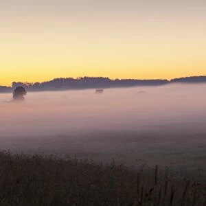 Early morning fog, landscape near Bad Buchau, Upper Swabia, Baden-Wurttemberg, Germany