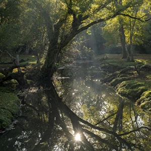 Early morning sunshine reflects in the Beaulieu River, New Forest National Park, Hampshire