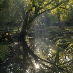 Early morning sunshine reflects in the Beaulieu River, New Forest National Park, Hampshire