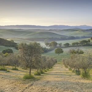 Early morning view across Val d Orcia from field of olive trees, UNESCO World Heritage Site