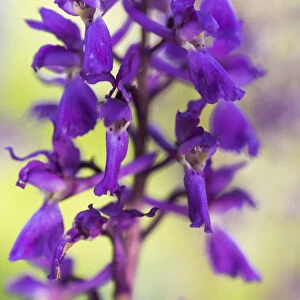 Early-purple orchid (Orchis mascula), close-up of flower, Kent, England, United Kingdom