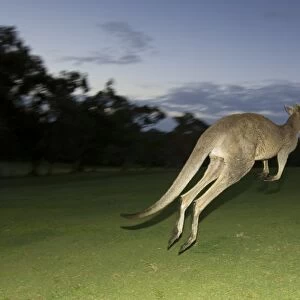 Eastern Grey Kangaroo, (Macropus giganteus), Anglesea, Great Ocean Road