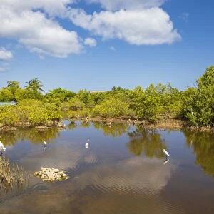 Egret in mangroves, Playa Pesquero, Holguin Province, Cuba, West Indies, Caribbean