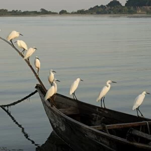 Egrets, Bugala Island, Lake Victoria, Uganda, East Africa, Africa