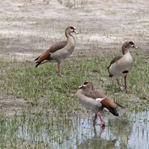 Egyptian geese (Alopochen aegyptiaca), Savuti Marsh area, Chobe National Park, Botswana, Africa