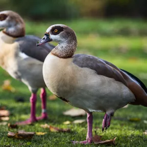 Egyptian Geese in Regents Park, one of the Royal Parks of London, England, United Kingdom