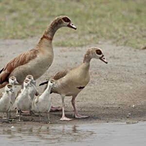 Egyptian goose (Alopochen aegyptiacus) adults and chicks, Serengeti National Park