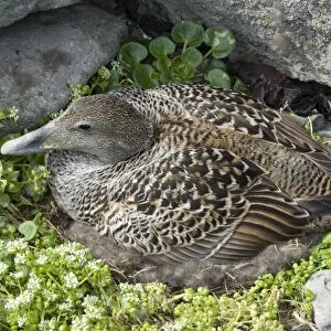 Eider duck sitting on nest made of eider down, Vigur Island, Isafjordur
