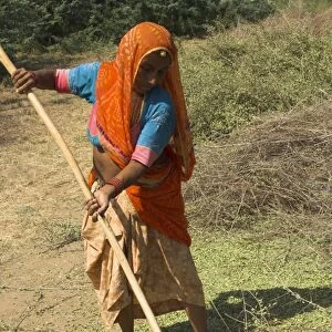 Elderly woman in a colourful sari raking over henna crop