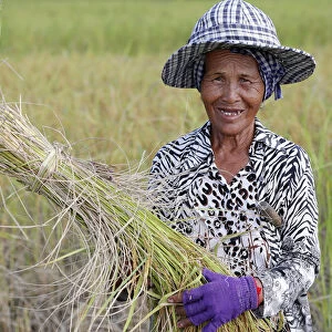Elderly woman working in rice field harvesting rice, Kep, Cambodia, Indochina