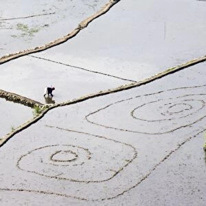 An elderly woman working in water filled rice terraces