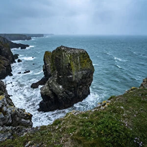 Elegug Stacks, occupied by a colony of Guillemots, Pembrokeshire Coast National Park