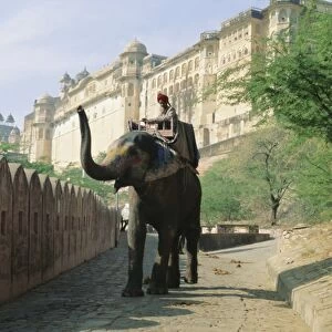 Elephant at the Amber Palace