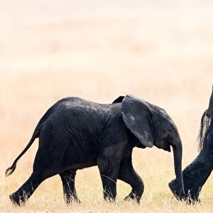 Elephant calf following mother, Hwange National Park, Zimbabwe, Africa