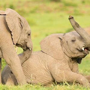 Elephant calves playing in the Masai Mara, Kenya, East Africa, Africa