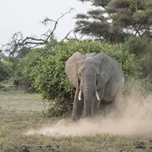 Elephant kicking up dust in Amboseli National Park, Kenya, East Africa, Africa