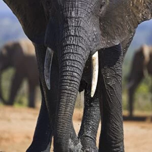 Elephant, Loxodonta africana