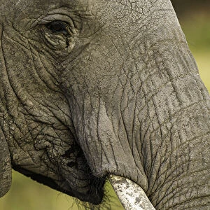 An Elephant (Loxodonta africana) in the Msai Mara National Reserve, Kenya, East Africa