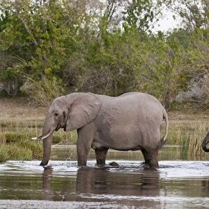 Elephant (Loxodonta africana), Savute Channel, Linyanti, Botswana, Africa