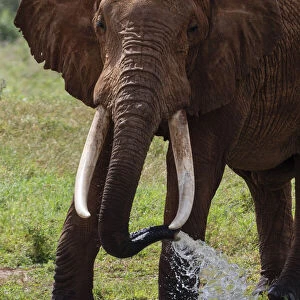 Elephant, Lualenyi, Tsavo Conservation Area, Kenya, East Africa, Africa