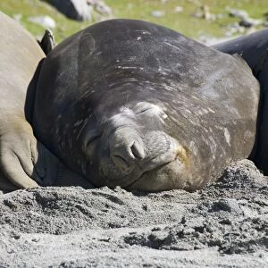 Elephant seals, Moltke Harbour, Royal Bay, South Georgia, South Atlantic